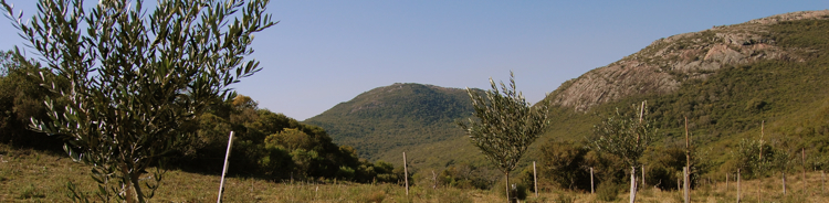 paisaje serrano con olivos